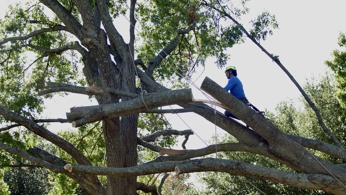 Professional Crown Thinning performed by certified arborists in Gladwin